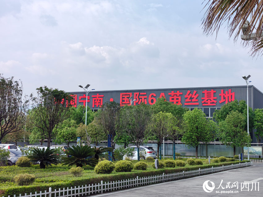 丝路”：盯住小桑叶发展大思路麻将胡了app南丝路上“南(图3)
