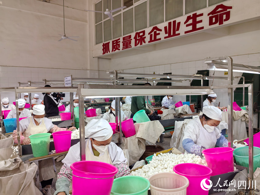 丝路”：盯住小桑叶发展大思路麻将胡了app南丝路上“南(图7)